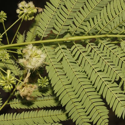Enterolobium cyclocarpum — flower