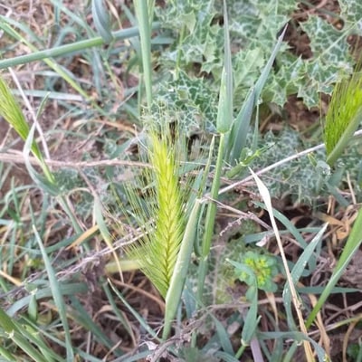 Hordeum murinum — flower