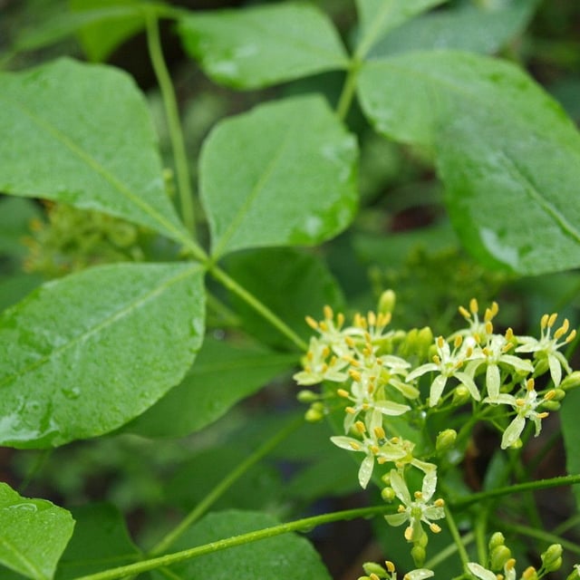 Ptelea trifoliata — flower