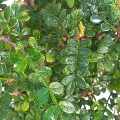 Zanthoxylum fagara — leaf