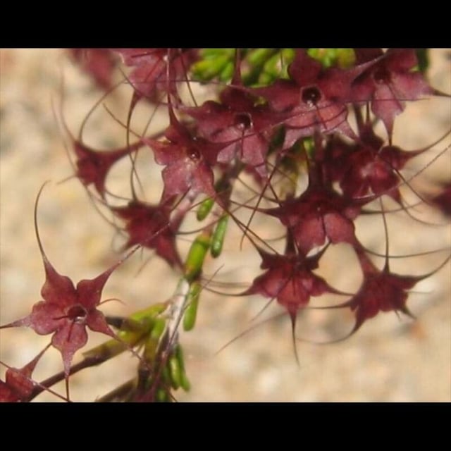 Calytrix tetragona — flower