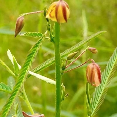 Chamaecrista mimosoides — flower