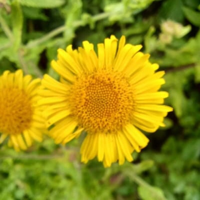 Pulicaria dysenterica — flower