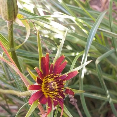 Tragopogon crocifolius — flower