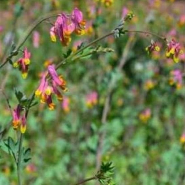 Capnoides sempervirens — flower
