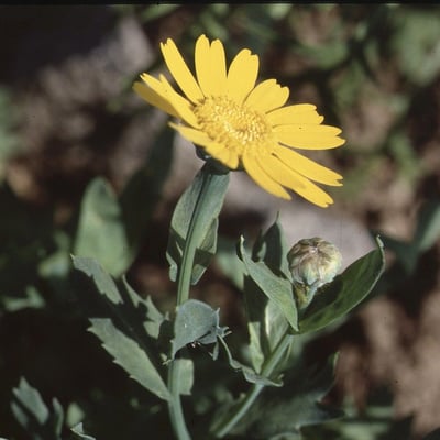 Glebionis segetum — flower