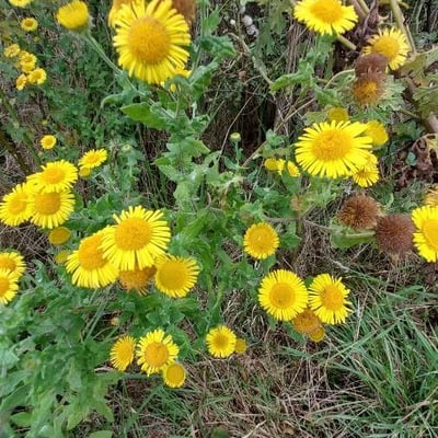 Pulicaria dysenterica — flower