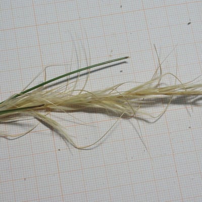 Stipa capensis — flower