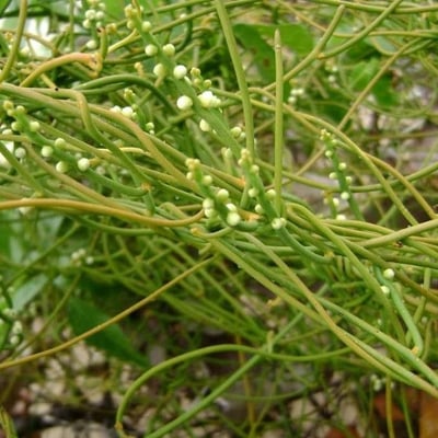 Cassytha filiformis — flower