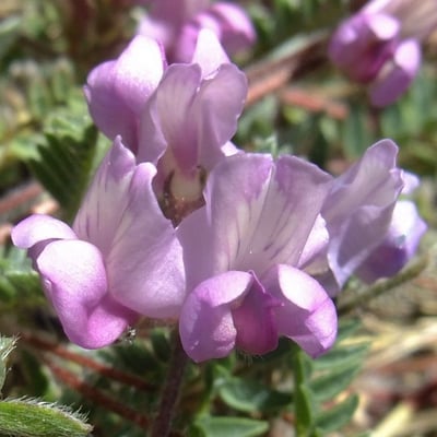 Oxytropis helvetica — flower