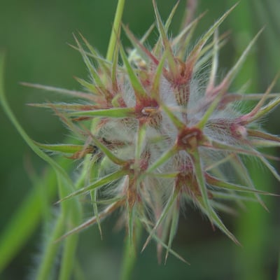 Trifolium stellatum — flower