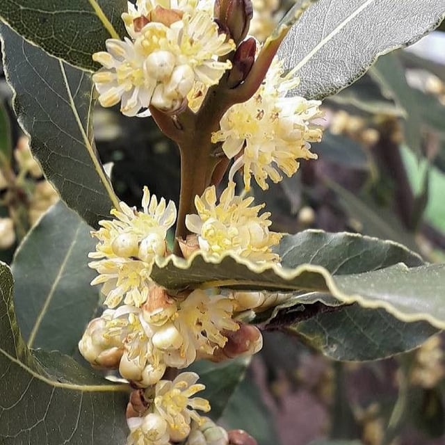 Laurus nobilis — flower