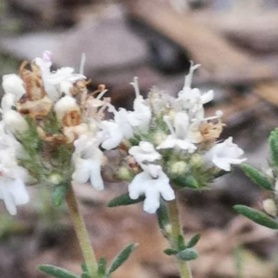 Thymus carnosus — flower