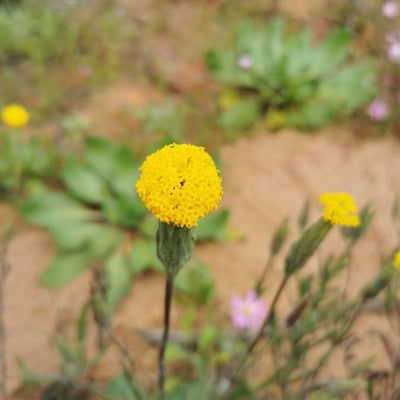 Chaenactis glabriuscula — flower