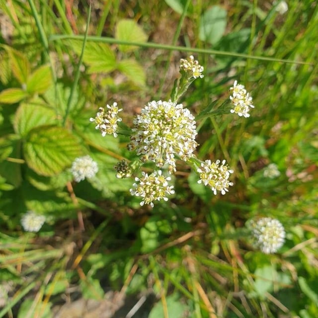 Lepidium campestre — flower