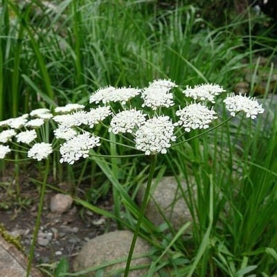 Oenanthe peucedanifolia — flower