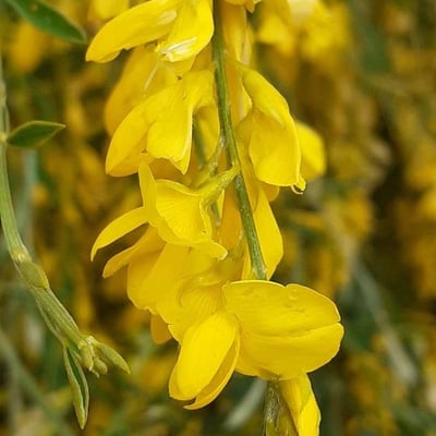 Genista florida — flower