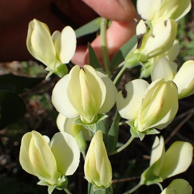 Baptisia bracteata — flower