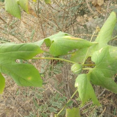 Diplocyclos palmatus — leaf