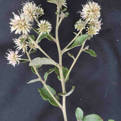 Eremanthus glomerulatus — leaf