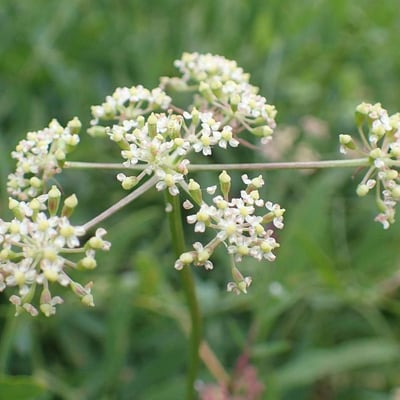Carum carvi — flower