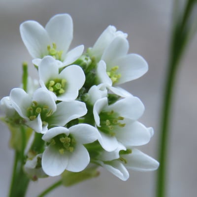 Arabis collina — flower
