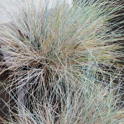 Festuca valesiaca — leaf