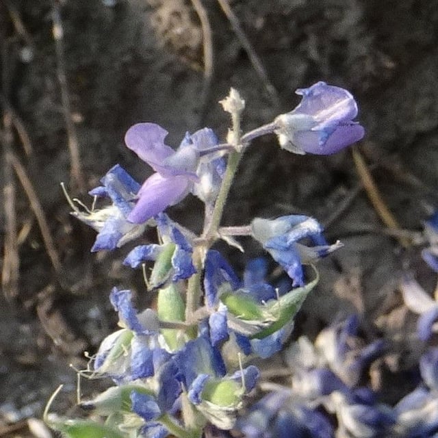 Lupinus latifolius — flower