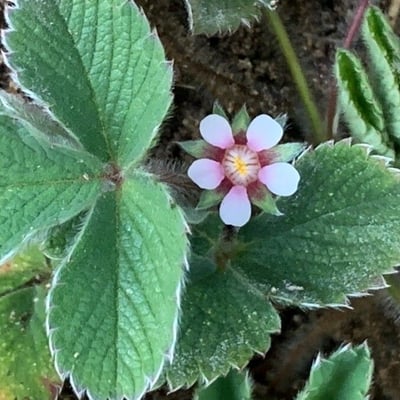 Potentilla micrantha — flower