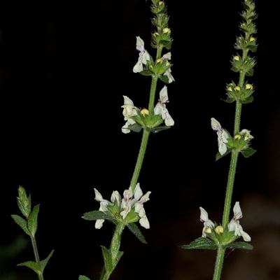 Stachys recta — flower