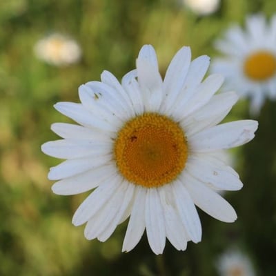 Leucanthemum ircutianum — flower