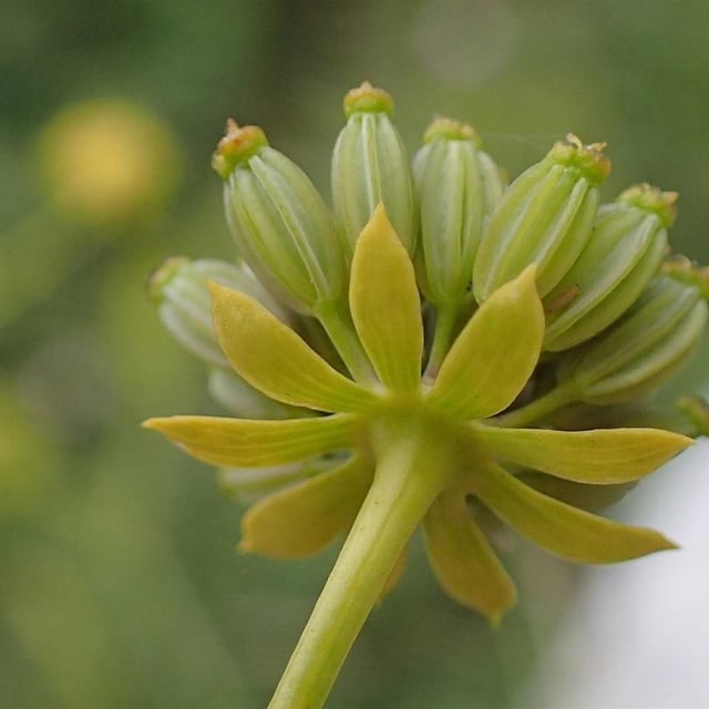 Bupleurum petraeum — flower