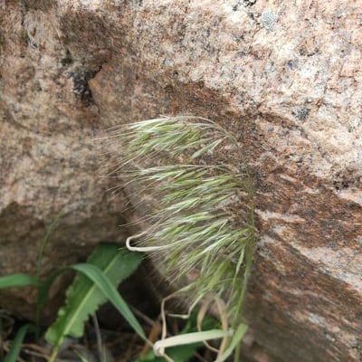Bromus tectorum — flower