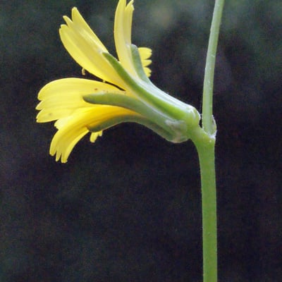 Rhagadiolus stellatus — flower
