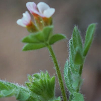 Ornithopus perpusillus — flower