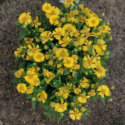 Helenium autumnale — flower