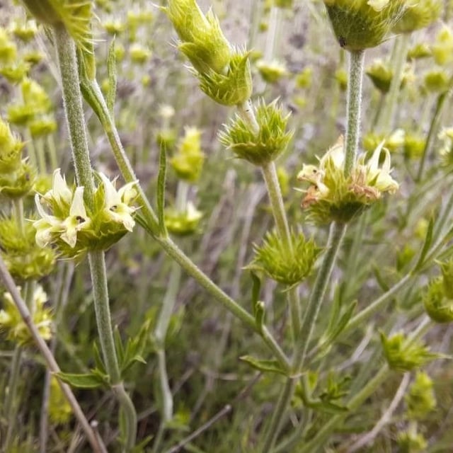 Sideritis tragoriganum — flower