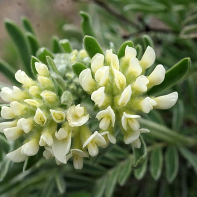 Anthyllis barba-jovis — flower