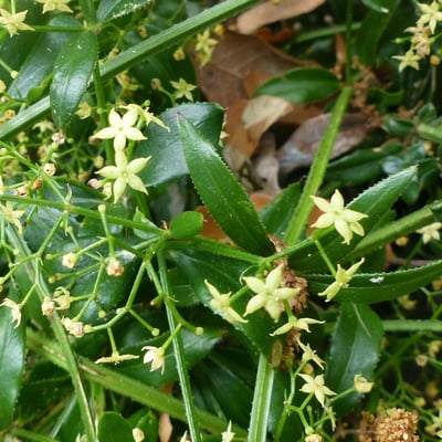 Rubia peregrina — flower