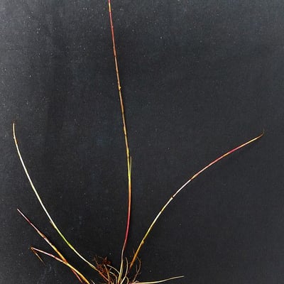 Festuca incurva — habit