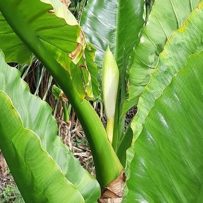 Colocasia esculenta — flower