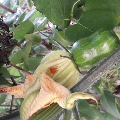 Cucurbita pepo — flower