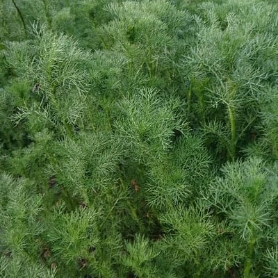 Artemisia abrotanum — flower