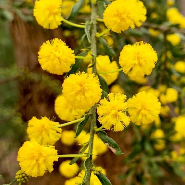 Acacia paradoxa — flower