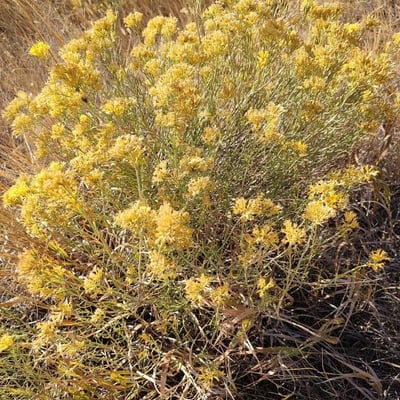 Chrysothamnus viscidiflorus — flower