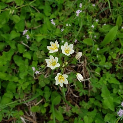 Nothoscordum bivalve — flower