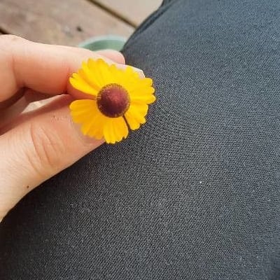 Helenium flexuosum — flower