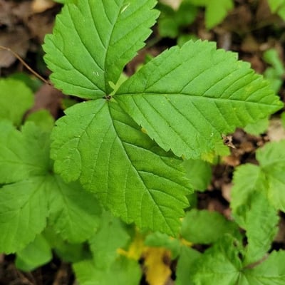 Rubus pubescens — leaf