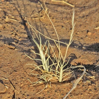 Aristida mutabilis — leaf