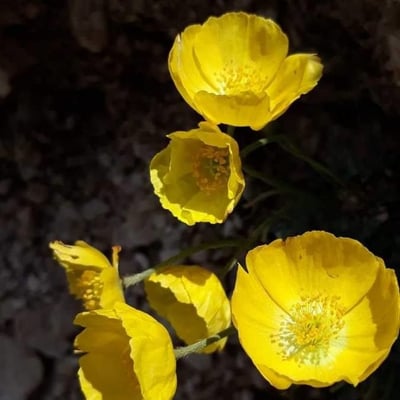 Ranunculus gramineus — flower